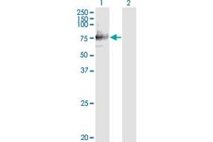 Western Blot analysis of SIGLEC12 expression in transfected 293T cell line by SIGLEC12 monoclonal antibody (M01), clone 1D1. (SIGLEC12 anticorps  (AA 503-595))
