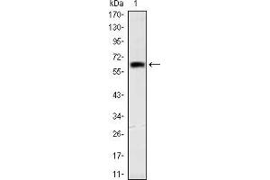 Western blot analysis using OTX2 mAb against human OTX2 (AA: 40-297) recombinant protein. (OTX2 anticorps)
