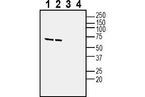 Western blot analysis of human SH-SY5Y neuroblastoma cell line lysate (lanes 1 and 3) and human  MG glioblastoma cell line lysate (lanes 2 and 4):1-2.