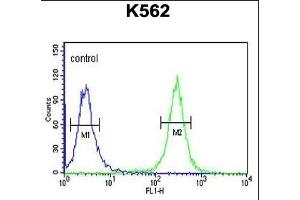 ACSM1 Antibody (N-term) (ABIN653232 and ABIN2842765) flow cytometric analysis of K562 cells (right histogram) compared to a negative control cell (left histogram). (ACSM1 anticorps  (N-Term))