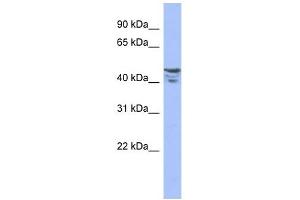 PRMT2 antibody used at 1 ug/ml to detect target protein. (PRMT2 anticorps  (Middle Region))
