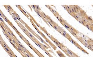 Detection of SP-B in Mouse Cardiac Muscle Tissue using Polyclonal Antibody to Surfactant Protein B (SP-B)