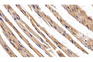 Detection of SP-B in Mouse Cardiac Muscle Tissue using Polyclonal Antibody to Surfactant Protein B (SP-B) (SFTPB anticorps  (AA 20-193))
