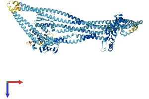 AlphaFold protein structure predicition of Mouse Recombinant Smc2 Protein, UniprotID Q8CG48