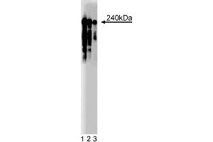 CIT anticorps  (AA 1420-1612)