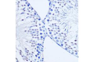 Immunohistochemistry of paraffin-embedded Rat testis using ARX Rabbit pAb (ABIN7265673) at dilution of 1:50 (40x lens).
