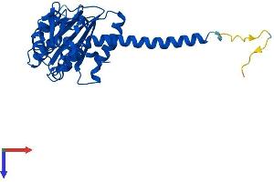 AlphaFold protein structure predicition of Mouse Recombinant Arpc2 Protein, UniprotID Q9CVB6