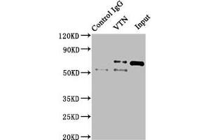 Immunoprecipitating VTN in NIH/3T3 whole cell lysate Lane 1: Rabbit control IgG instead of ABIN7175561 in NIH/3T3 whole cell lysate. (Vitronectin anticorps  (AA 364-478))