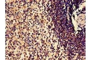 Immunohistochemistry of paraffin-embedded human spleen tissue using ABIN7169719 at dilution of 1:100 (SLAMF1 anticorps  (AA 69-204))