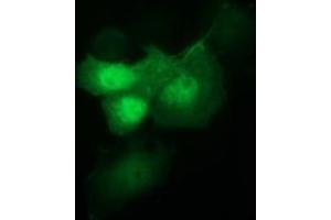 Image no. 2 for anti-Indoleamine 2,3-Dioxygenase 1 (IDO1) antibody (ABIN1498792) (IDO1 anticorps)