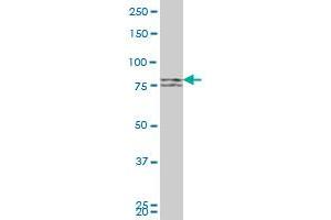 MFN1 monoclonal antibody (M04), clone 3C9 Western Blot analysis of MFN1 expression in HeLa