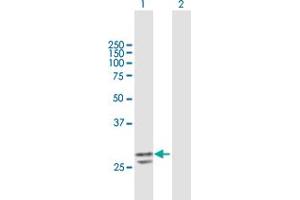 Western Blot analysis of PNPO expression in transfected 293T cell line by PNPO MaxPab polyclonal antibody. (PNPO anticorps  (AA 1-261))
