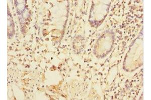 Immunohistochemistry of paraffin-embedded human small intestine tissue using ABIN7172318 at dilution of 1:100 (TRIAP1 anticorps  (AA 1-76))