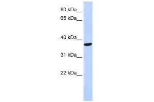 SPDYA antibody used at 1 ug/ml to detect target protein. (SPDYA anticorps)