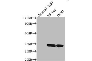 Immunoprecipitating V5 Tag in Transfected HEK293F cells whole cell lysate Lane 1: Mouse control IgG1 instead of ABIN7131636 in Transfected HEK293F cells whole cell lysate Lane 2: ABIN7131636 (2. (V5 Epitope Tag anticorps)