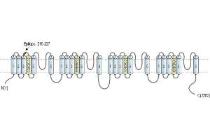 Representative domain view of the target of ABIN7582010.