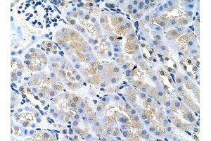 TSG101 antibody was used for immunohistochemistry at a concentration of 4-8 ug/ml to stain Epithelial cells of renal tubule (arrows) in Mouse Kidney.