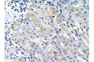 TSG101 antibody was used for immunohistochemistry at a concentration of 4-8 ug/ml to stain Epithelial cells of renal tubule (arrows) in Mouse Kidney.
