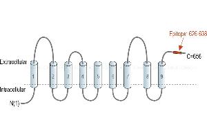 Representative domain view of the target of ABIN7885497.
