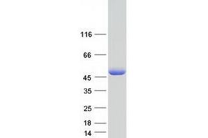 Validation with Western Blot