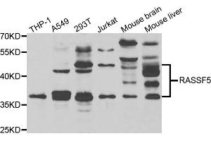Western blot analysis of extracts of various cell lines, using RASSF5 antibody (ABIN4904957) at 1:1000 dilution. (RASSF5 anticorps)