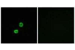 Immunofluorescence analysis of MCF-7 cells, using GCNT7 antibody. (GCNT7 anticorps)