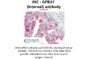 Image no. 1 for anti-G Protein-Coupled Receptor 27 (GPR27) (Internal Region) antibody (ABIN1735042) (GPR27 anticorps  (Internal Region))