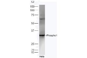 Lane 1:Hela lysates probed with Rabbit Anti-Phospho1 Polyclonal Antibody, Unconjugated (ABIN1714861) at 1:300 overnight at 4 °C. (PHOSPHO1 anticorps  (AA 201-267))