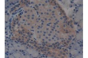 DAB staining on IHC-P; Samples: Rat Pancreas Tissue (T-Bet anticorps  (AA 241-493))