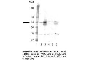 Image no. 1 for anti-Polo-Like Kinase 1 (PLK1) (Internal Region) antibody (ABIN363956) (PLK1 anticorps  (Internal Region))