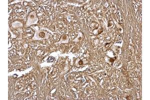 IHC-P Image CSN1 antibody [C3], C-term detects CSN1 protein at nucleus on rat brain stem by immunohistochemical analysis. (GPS1 anticorps  (C-Term))