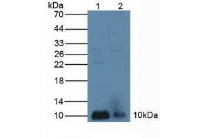 Figure. (PLA2G2A anticorps  (AA 21-144))