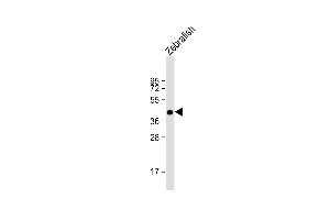 Anti-DANRE pou3f3a Antibody (C-term) at 1:1000 dilution + Zebrafish lysate Lysates/proteins at 20 μg per lane. (POU3F3 anticorps  (C-Term))
