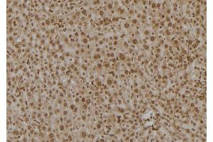 ABIN6277555 at 1/100 staining Mouse liver tissue by IHC-P. (PSMC6 anticorps  (Internal Region))