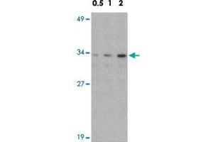 Western blot analysis of NDEL1 in Jurkat whole cell lysate with NDEL1 polyclonal antibody  at 0. (NDEL1 anticorps  (N-Term))