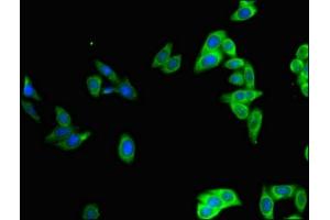 Immunofluorescent analysis of HepG2 cells using ABIN7164047 at dilution of 1:100 and Alexa Fluor 488-congugated AffiniPure Goat Anti-Rabbit IgG(H+L)