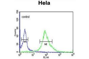 Flow cytometric analysis of Hela cells using DDX49 Antibody (C-term) Cat.