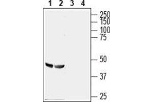 Western blot analysis of rat (lanes 1 and 3) and mouse (lanes 2 and 4) brain lysates: - 1,2. (GPR56 anticorps  (Extracellular, N-Term))