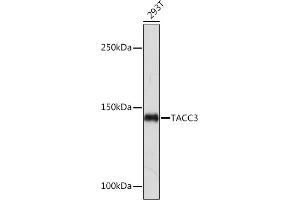Western blot analysis of extracts of 293T cells, using T Rabbit mAb (ABIN7270916) at 1:1000 dilution. (TACC3 anticorps)