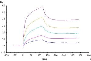Human IL-6 R alpha, His Tag captured on CM5 Chip via anti-his antibody can bind Human IL-6, No Tag with an affinity constant of 0. (IL-6 Protein (AA 30-212))