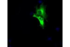 Image no. 1 for anti-Lipase, Endothelial (LIPG) antibody (ABIN1499161) (LIPG anticorps)
