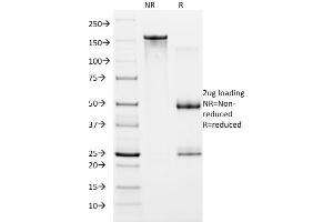 SDS-PAGE Analysis Purified HIF1 alpha Mouse Monoclonal Antibody (ESEE122).