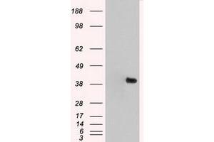 Image no. 11 for anti-Mitogen-Activated Protein Kinase 1 (MAPK1) antibody (ABIN1499291) (ERK2 anticorps)