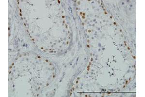 Image no. 1 for anti-Sal-Like 4 (SALL4) (AA 954-1054) antibody (ABIN466230) (SALL4 anticorps  (AA 954-1054))