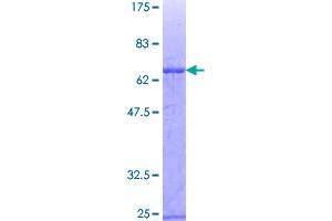 Image no. 1 for Zinc Finger Protein 3 (ZNF3) (AA 1-410) protein (GST tag) (ABIN1326082)