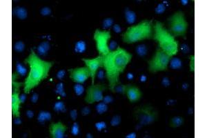 Anti-NEK9 mouse monoclonal antibody (ABIN2454908) immunofluorescent staining of COS7 cells transiently transfected by pCMV6-ENTRY NEK9 (RC211326). (NEK9 anticorps)