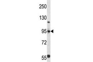 FOXP4 antibody western blot analysis in 293 lysate