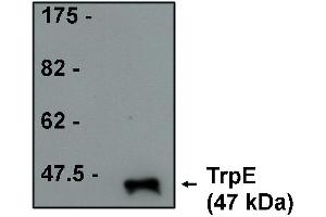 anti-TrpE antibody