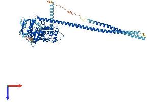 AlphaFold protein structure predicition of Human Recombinant NF2 Protein, UniprotID P35240