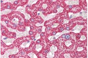 Human Liver (formalin-fixed, paraffin-embedded) stained with POLR2B antibody ABIN214136 at 5 ug/ml followed by biotinylated goat anti-rabbit IgG secondary antibody ABIN481713, alkaline phosphatase-streptavidin and chromogen.